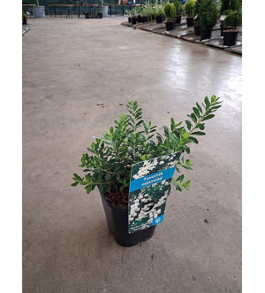 Spiraea nipp. 'Snowmound' C 1,4 L